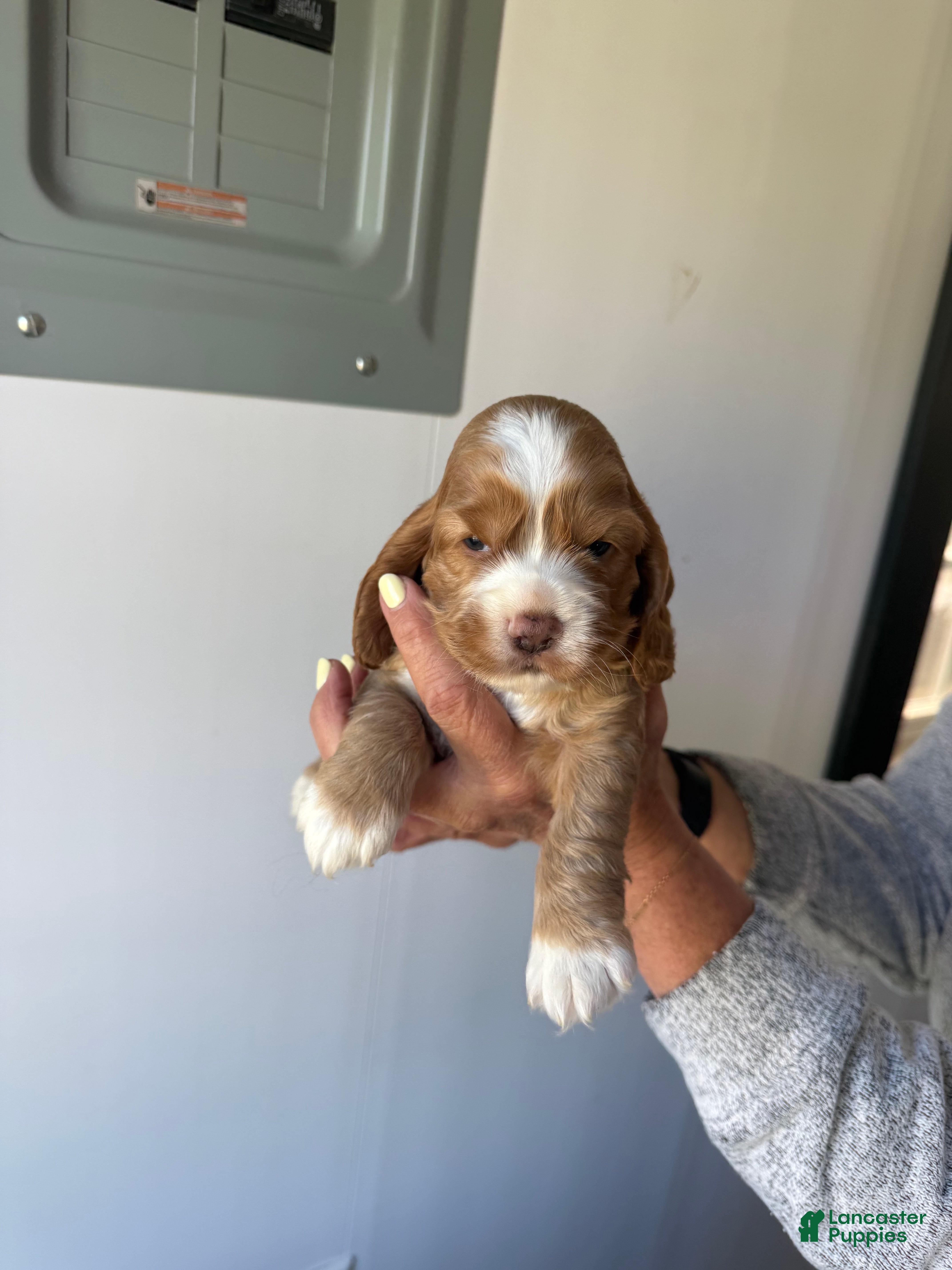 Cocker Spaniel dogs Ember - Ad 1