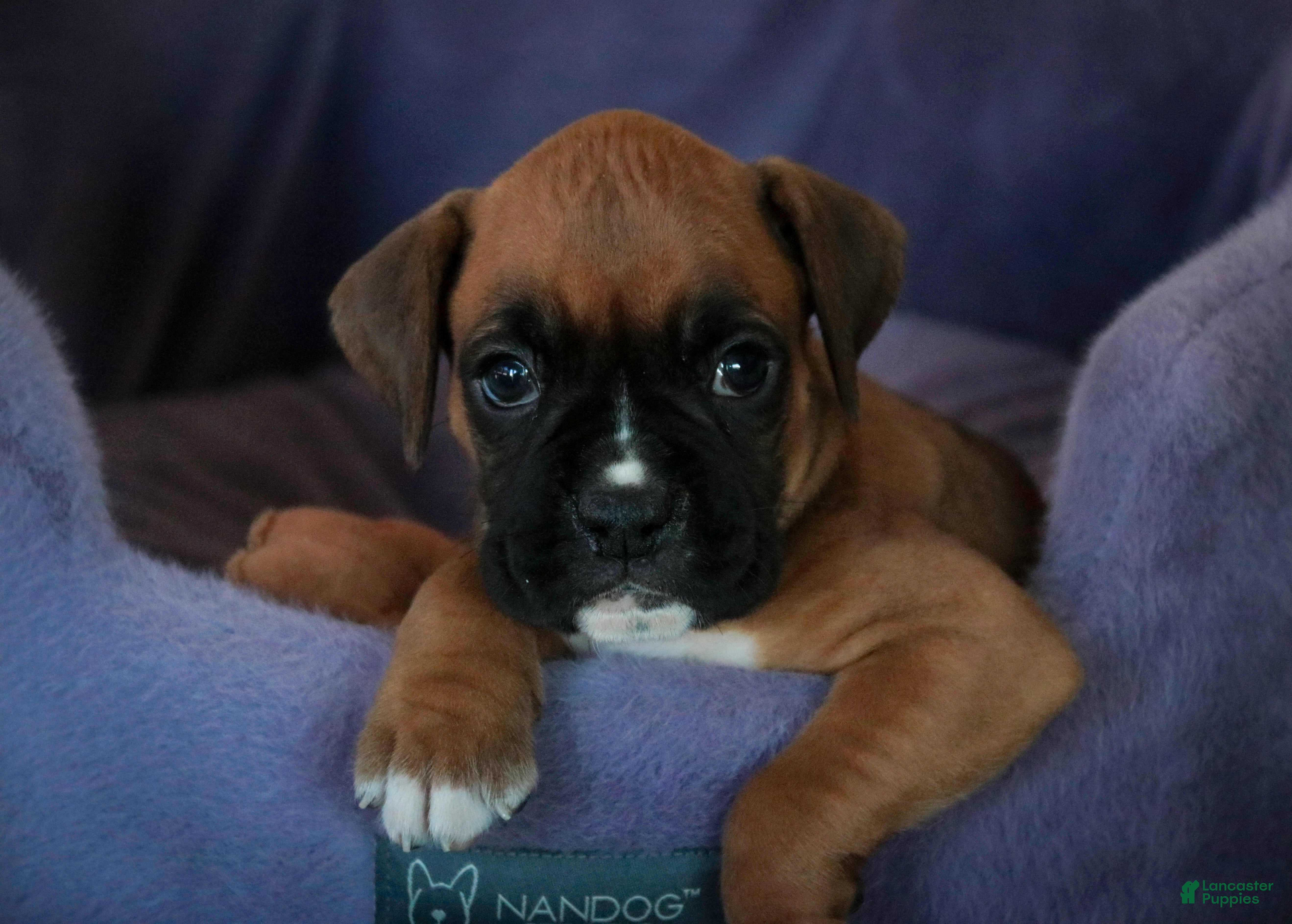 Boxer dogs for sale: Callie - Ad 4