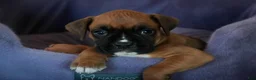 Boxer dogs for sale: Callie - Ad 1