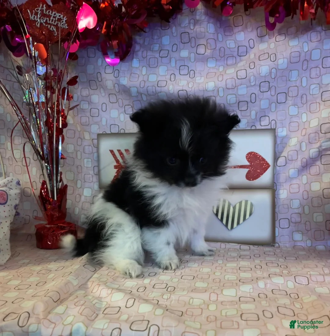 Pomeranian dogs for sale: Nick - Ad 1
