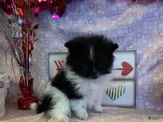 Pomeranian dogs Nick - Ad 7