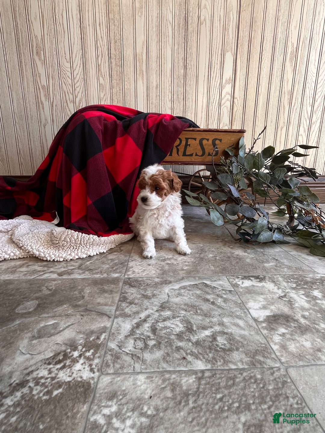 Miniature Poodle dogs for sale: Baby Miles🐾❤️AKC❤️Call 717-847-3183 - Ad 7