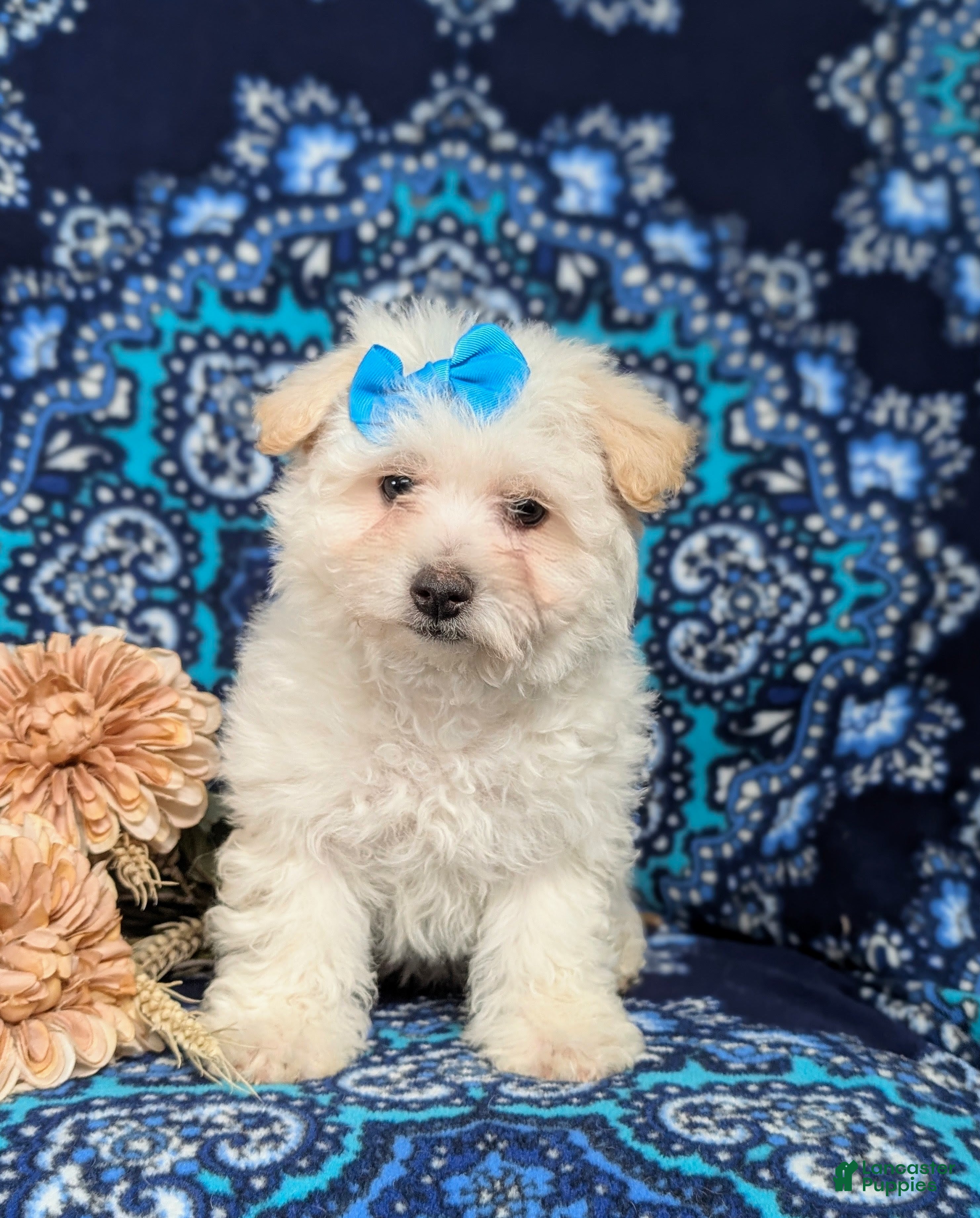 Bichon Frise dogs Carleen - Ad 2