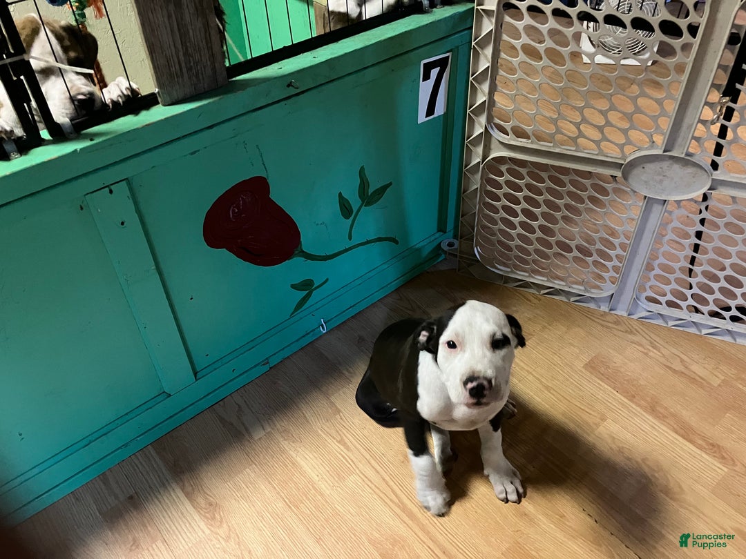 Mixed Breed dogs for sale: Pooh - Ad 12