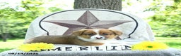 Welsh Corgi Pembroke dogs for sale: Merlin - Ad 9