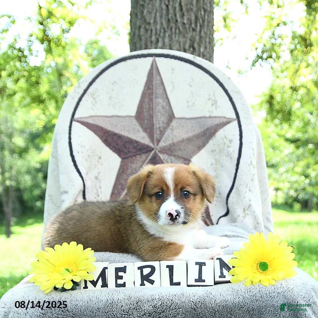 Welsh Corgi Pembroke dogs for sale: Merlin - Ad 9