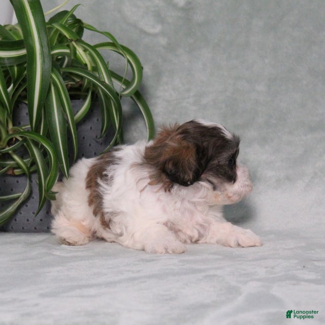 Teddy Bear dogs Dumbo - Ad 2