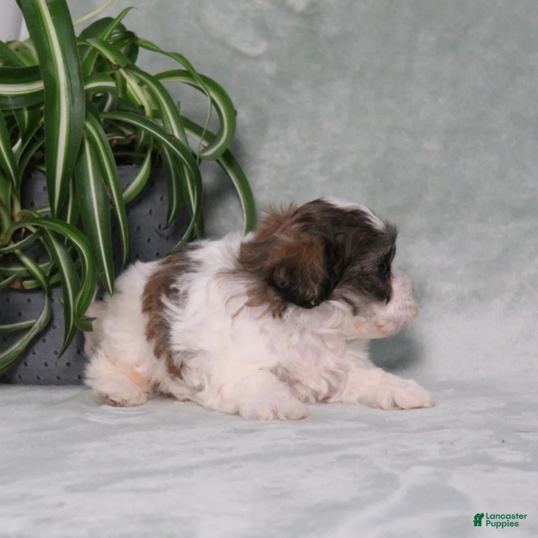 Teddy Bear dogs for sale: Dumbo - Ad 2