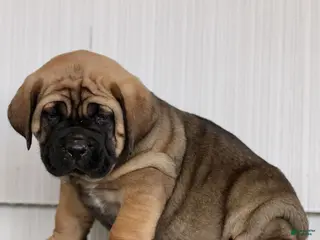 Cane Corso dogs for sale: Nico - Ad 3