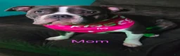 American Bully dogs for sale: Montana - Ad 4