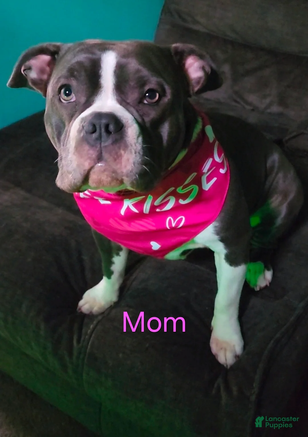 American Bully dogs for sale: Montana - Ad 4