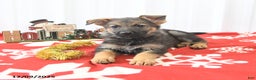 German Shepherd dogs for sale: Libby - Ad 2