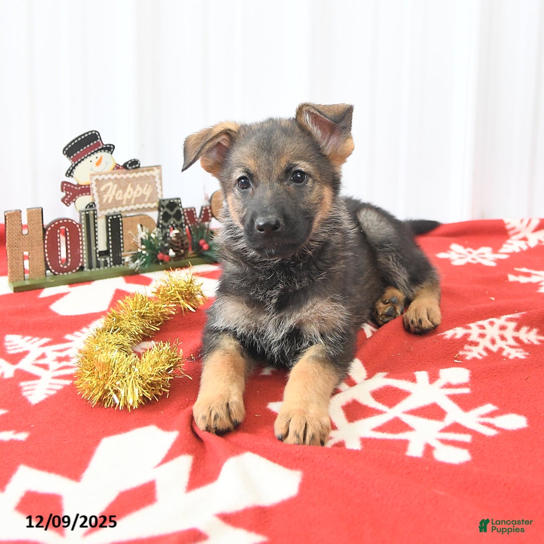 German Shepherd dogs for sale: Libby - Ad 2