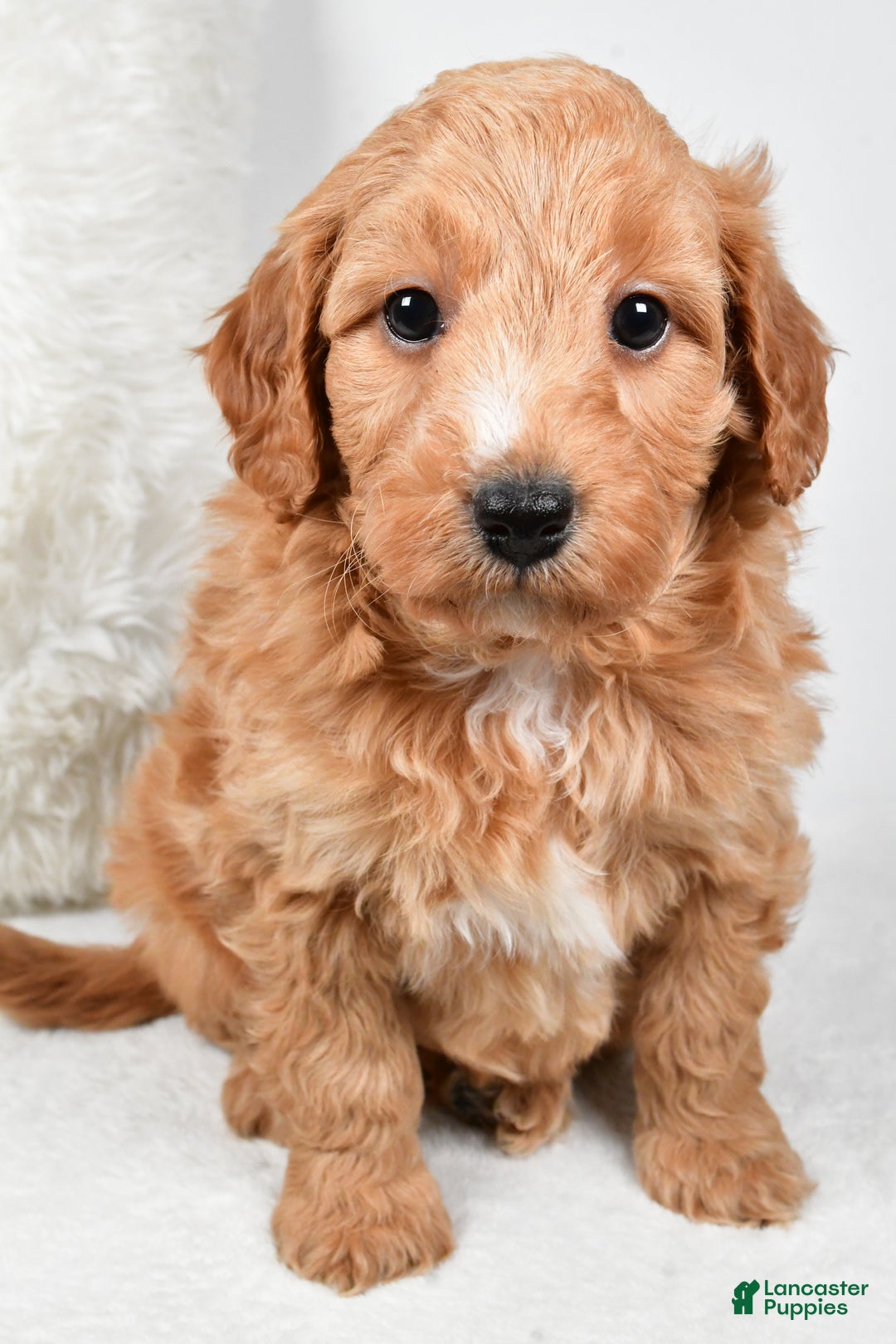 Mini Goldendoodle dogs for sale: Dusty - Ad 8