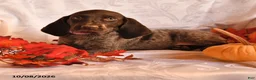German Shorthaired Pointer dogs for sale: April - Ad 2
