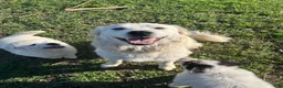 Great Pyrenees dogs for sale: Lucky - Ad 5