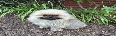 Max