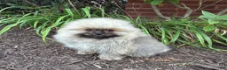 Pomeranian dogs for sale: Max - Ad 1