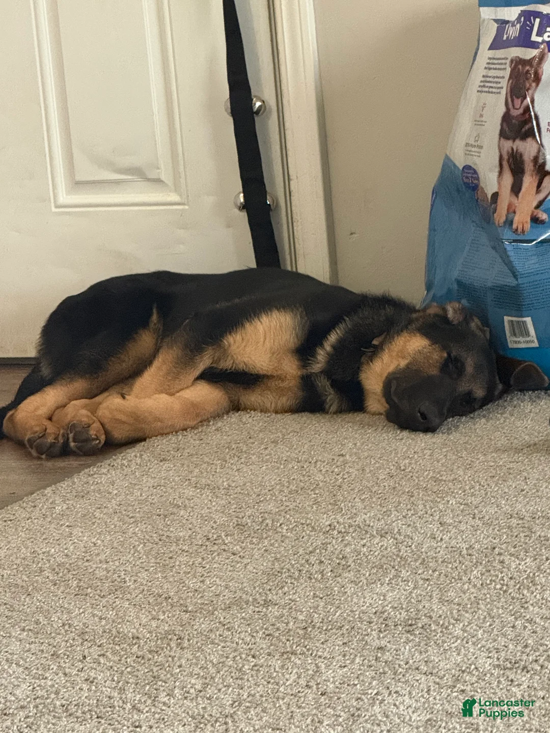 German Shepherd dogs for sale: Duke - Ad 4