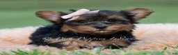 Yorkshire Terrier dogs for sale: Jellybean - Ad 2