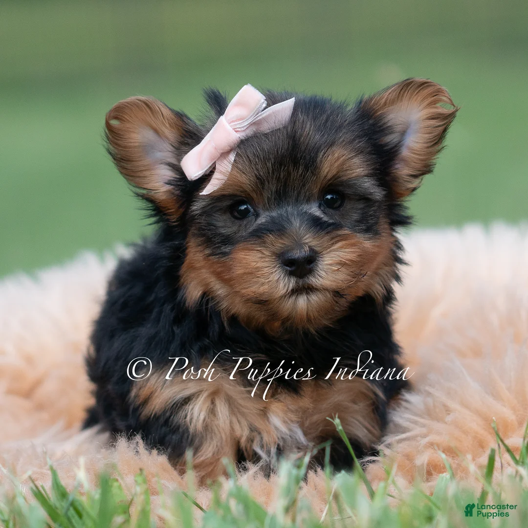Yorkshire Terrier dogs for sale: Jellybean - Ad 2