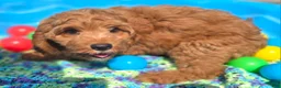 Cockapoo dogs for sale: Cashmere - Ad 15