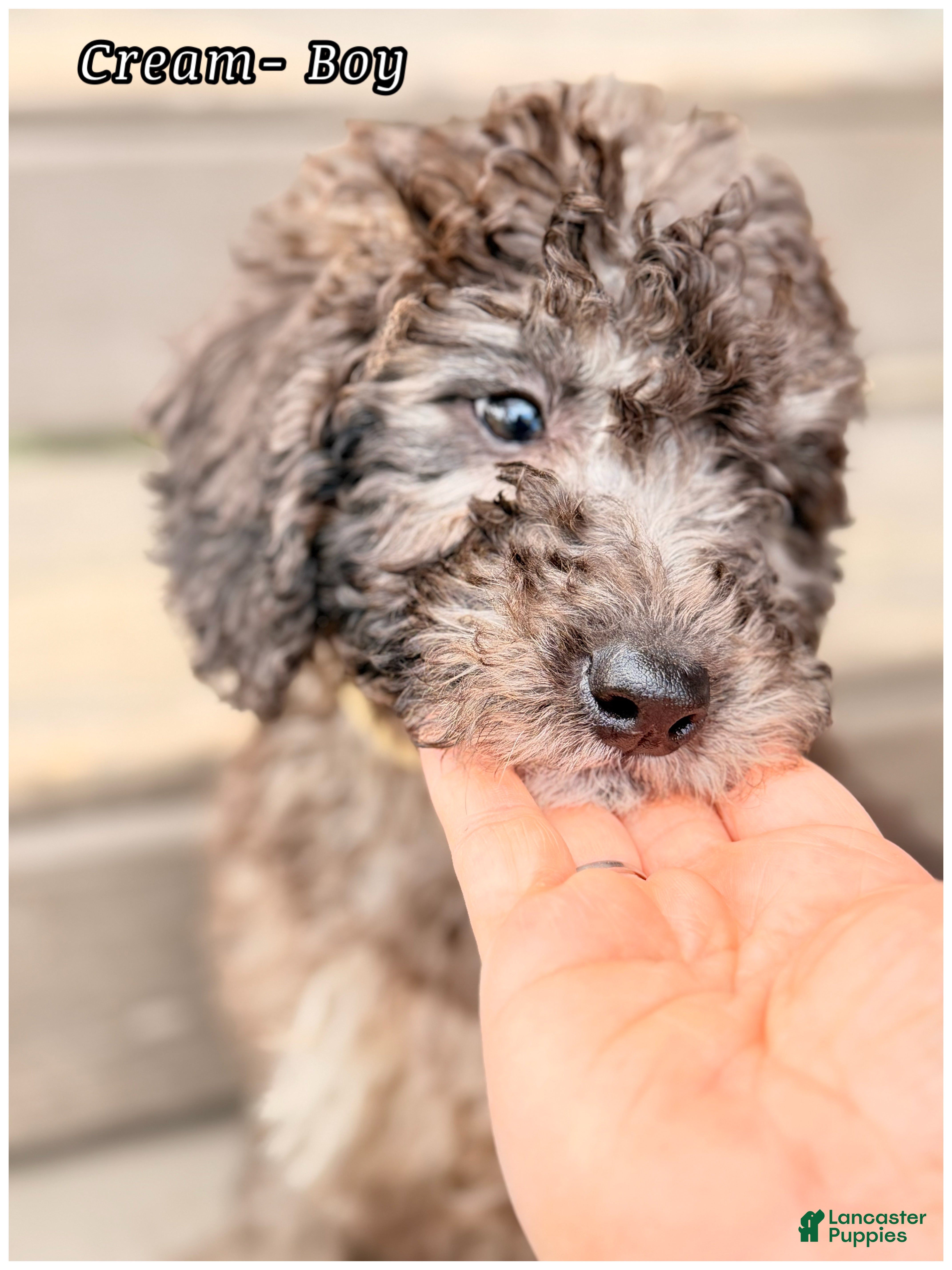 Mini Sheepadoodle dogs Cream  - Ad 27