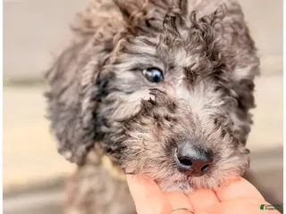 Mini Sheepadoodle dogs Cream - Ad 11