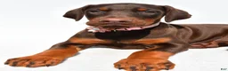 Doberman Pinscher dogs for sale: Heather - Ad 4