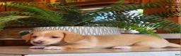 Miniature Dachshund dogs for sale: Ranger - Ad 7