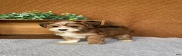 Havanese dogs for sale: Archie  - Ad 4