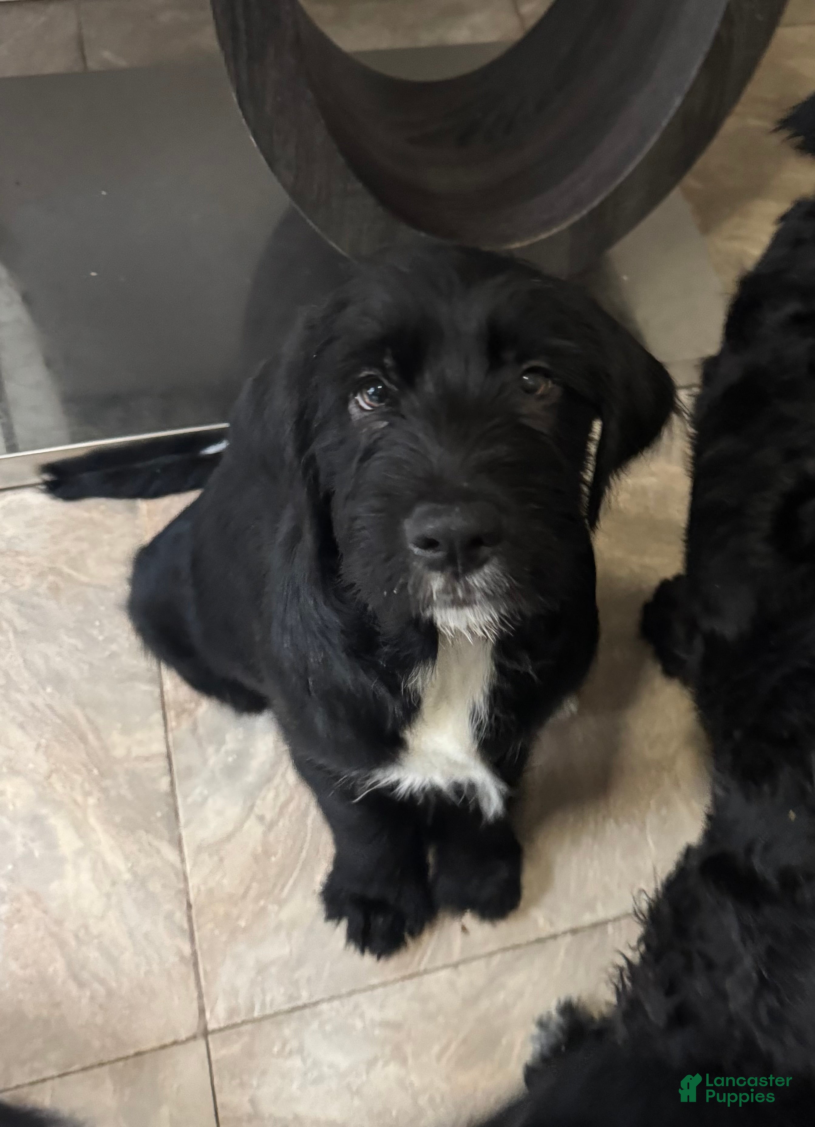 Mixed Breed dogs Gray Collar - Ad 33