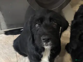 Mixed Breed dogs Gray Collar - Ad 37