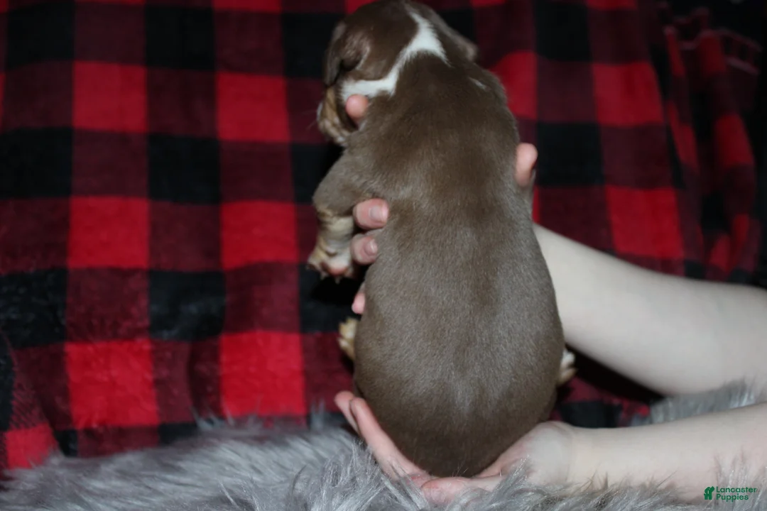 American Bully dogs for sale: Kodiak aka Kody - Ad 4