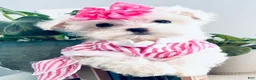 Maltese dogs for sale: Teacup Coral - Ad 1
