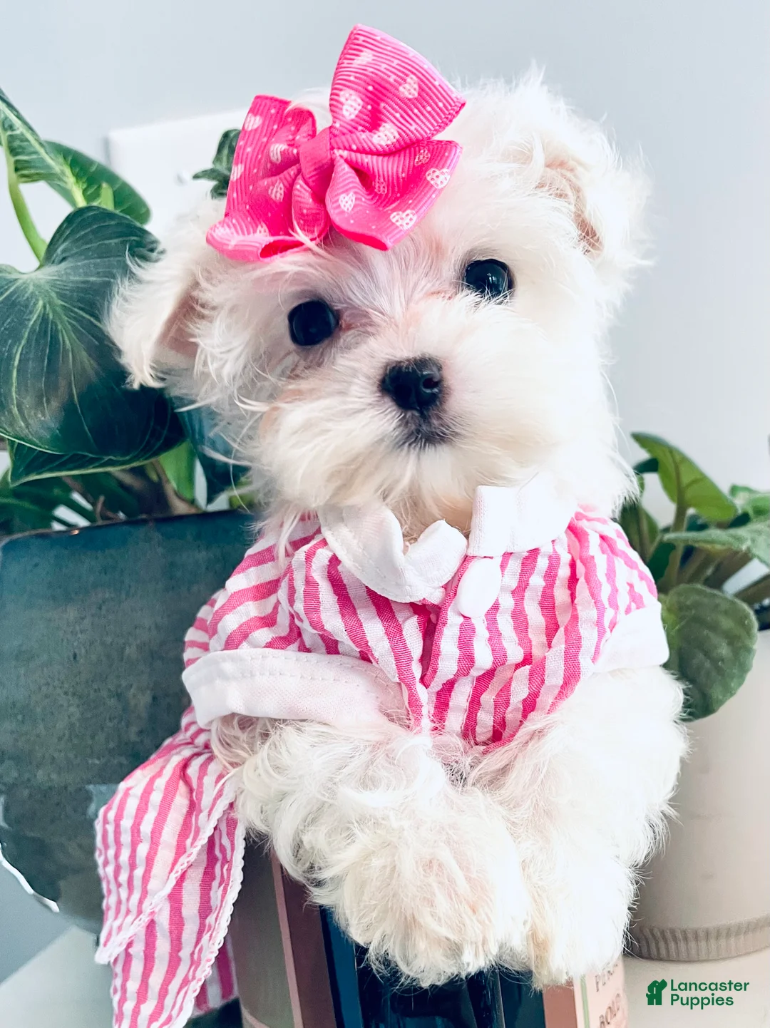 Maltese dogs for sale: Teacup Coral - Ad 1