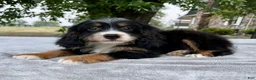 Bernedoodle dogs for sale: Archer - Ad 4