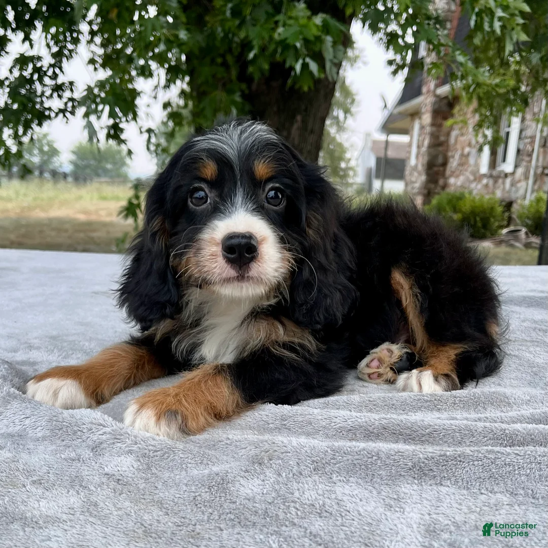 Bernedoodle dogs for sale: Archer - Ad 4