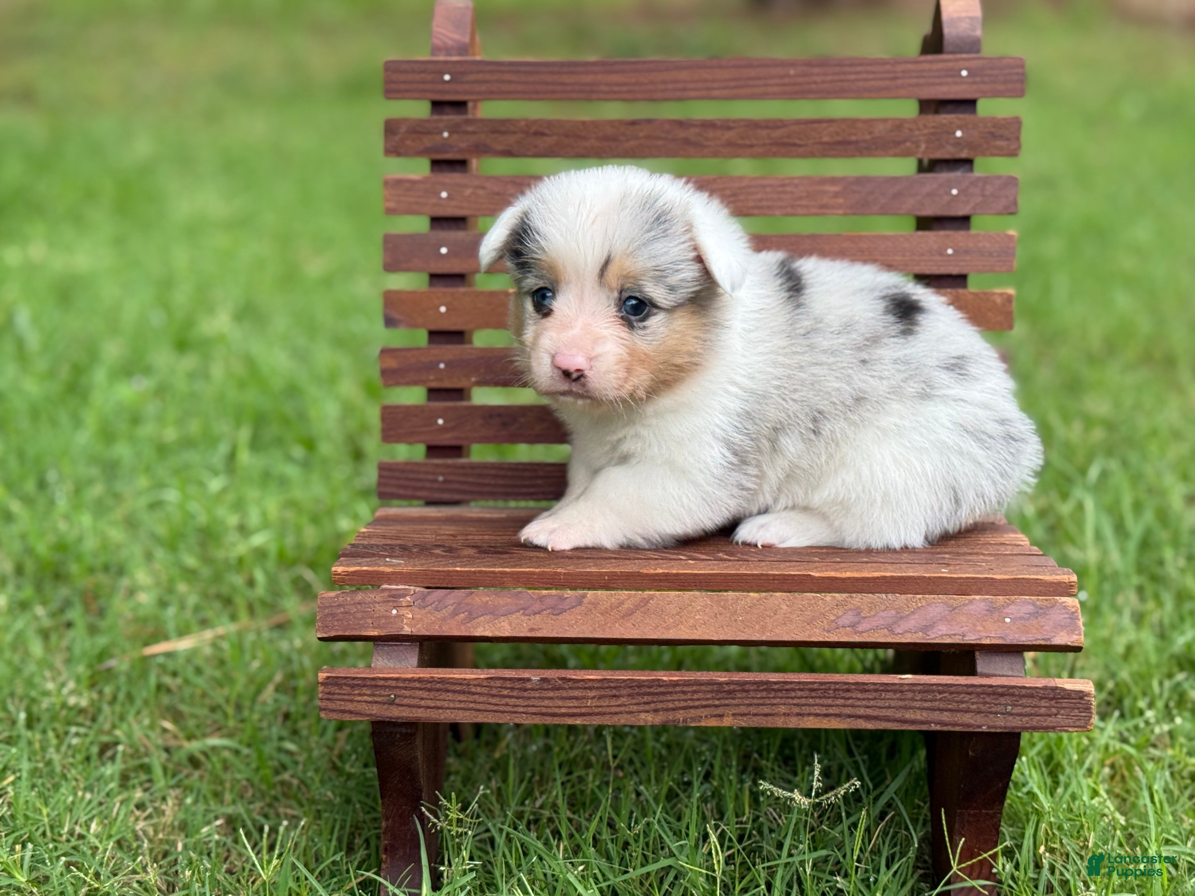Mixed Breed dogs  Merle Girl- docked tail - Ad 2
