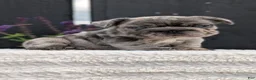French Bulldog dogs for sale: Ziggy - Ad 6