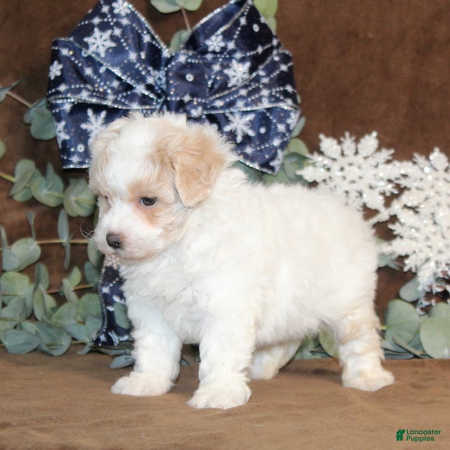 Bichpoo dogs Unicorn - Ad 2