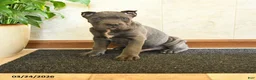 Cane Corso dogs for sale: Yankee - Ad 3