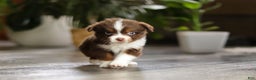 Miniature Australian Shepherd dogs for sale: Cadbury - Ad 3