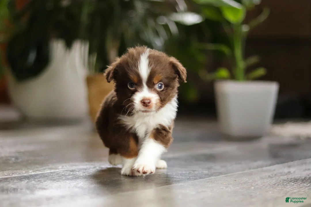 Miniature Australian Shepherd dogs for sale: Cadbury - Ad 3