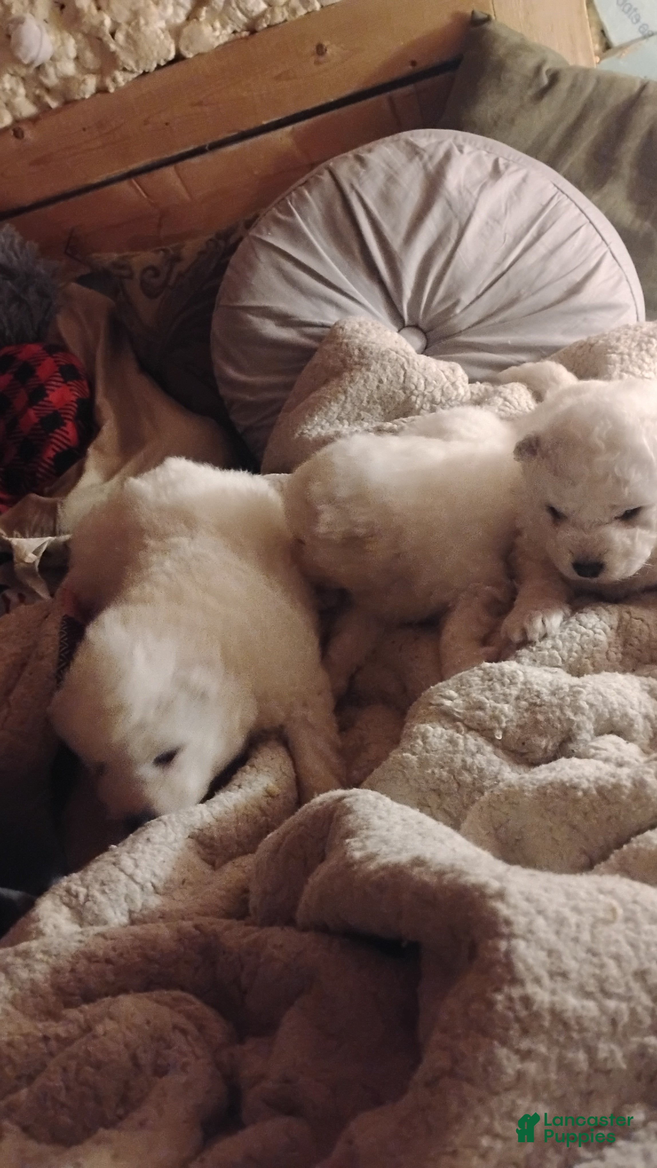 Samoyed dogs Samoyed Puppy 2 - Ad 2