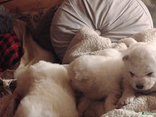 Samoyed dogs Samoyed Puppy 2 - Ad 8