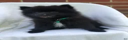 Pomeranian dogs for sale: Panther - Ad 2