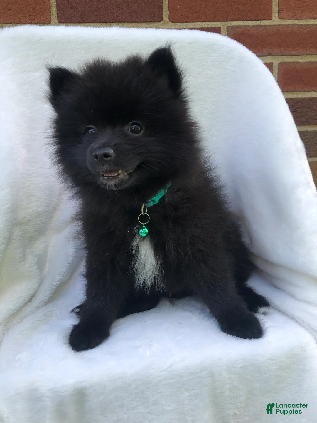 Pomeranian dogs for sale: Panther - Ad 2