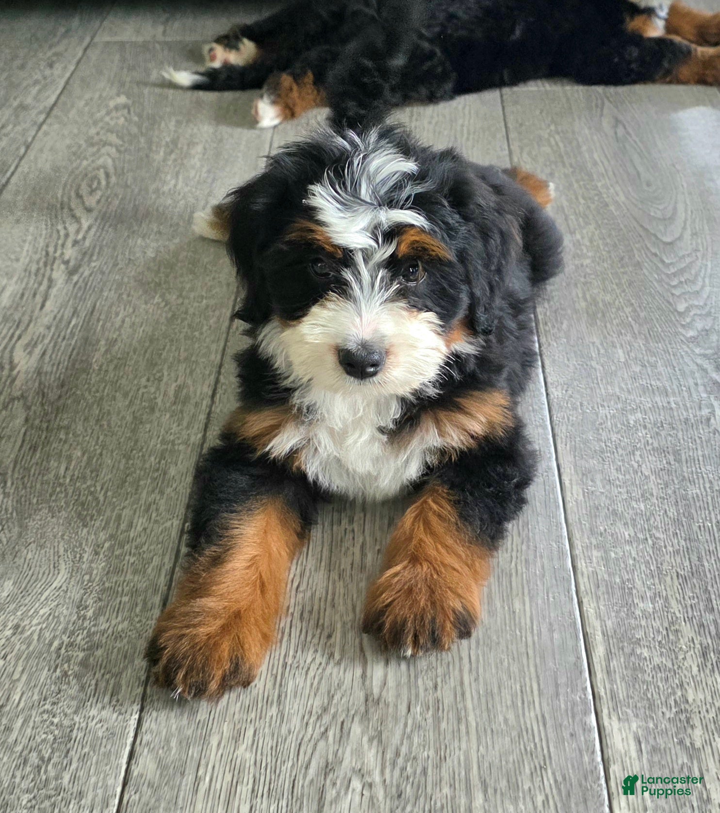 Bernedoodle dogs for sale: Ava - Ad 1