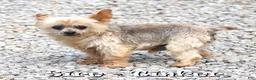 Yorkshire Terrier dogs for sale: Ally - Ad 11